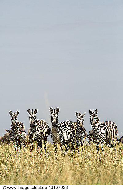 Zebras standing side by side on grassy field against clear sky
