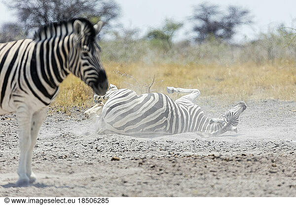 Zebras taking sand bath at Etosha National Park  Namibia  Africa