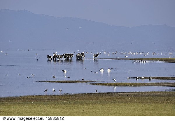 Zebras und Vögel am Manyara-See
