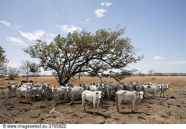 Zebu-Rinder unter Baum auf Weideland Guanacaste Costa Rica