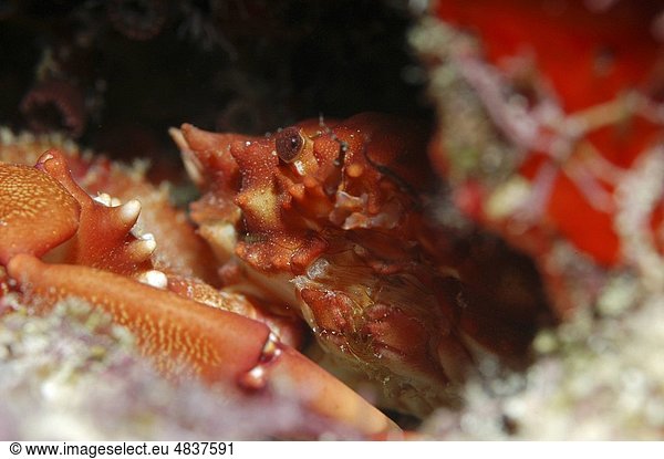 zeigen  verstecken  festhalten  frontal  rot  Karibik  Krabbe  Krebs  Krebse  Koralle  Cayman-Inseln  Pinzette