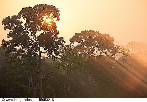 Zentralafrikanische Republik  Aufgehende Sonne beleuchtet Baumkronen des Dzanga-Sangha-Sonderreservats