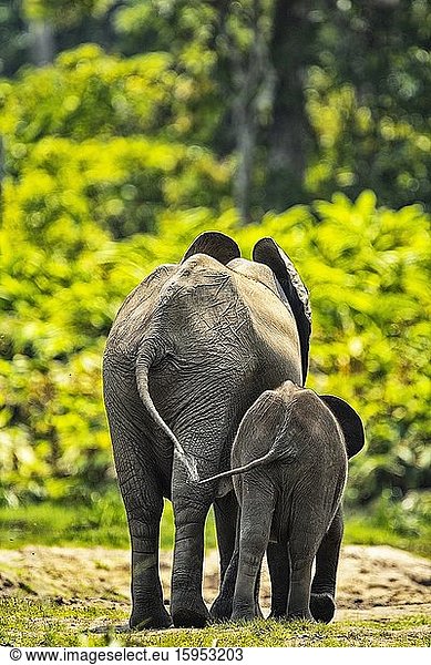 Zentralafrikanische Republik  Rückansicht eines Waldelefantenkalbes (Loxodonta cyclotis) stehend mit Elternteil in Dzanga Bai