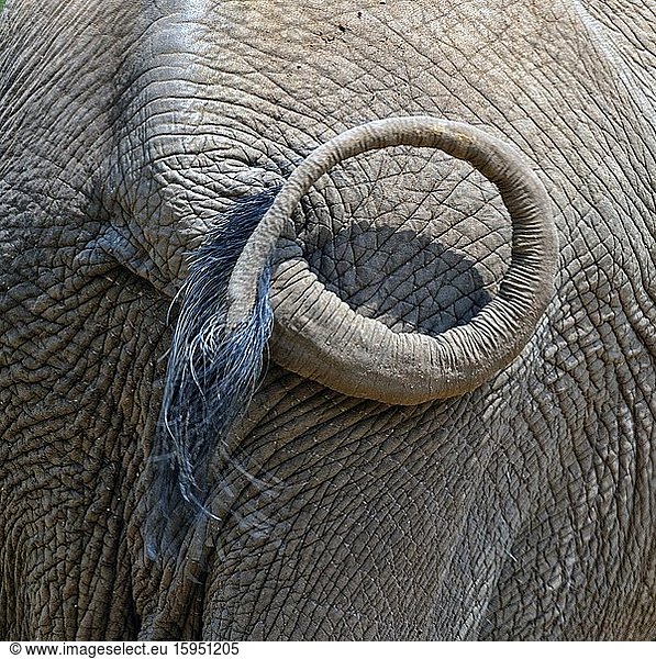 Zentralafrikanische Republik  Schwanz eines afrikanischen Waldelefanten (Loxodonta cyclotis)