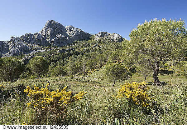 Zerklüftete Berglandschaft im Frühling bei Grazalema  Naturpark Sierra de Grazalema  Andalusien  Spanien  Europa