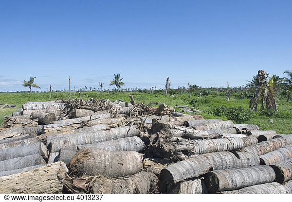 Zersägte Stämme in einer von der Yellowing Disease befallenen Kokosnussplantage (Cocos nucifera)  Quelimane  Mozambik  Afrika