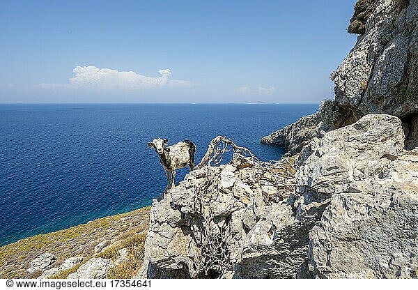 Ziege steht auf einem Felsen  Kalymnos  Dodekanes  Griechenland  Europa