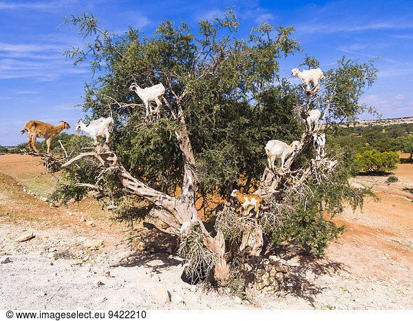 Ziegen (Capra) fressen Arganfrüchte bzw. Argannüsse auf einem Arganbaum oder Arganie (Argania spinosa) Chouaker Essaouria Provinz Marrakech-Tensift-Al Haouz Marokko