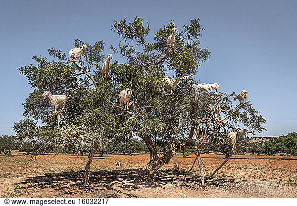 Ziegen in einem Baum  Marokko  Nordafrika  Afrika