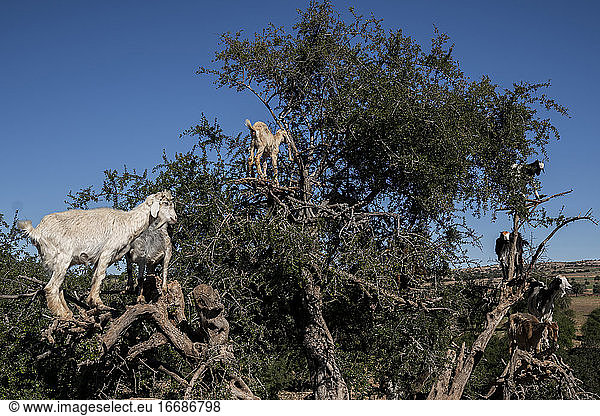 Ziegen stehen in einem Baum in Marokko