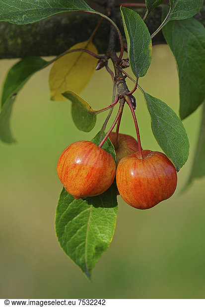 Zieräpfel (Malus prunifolia)