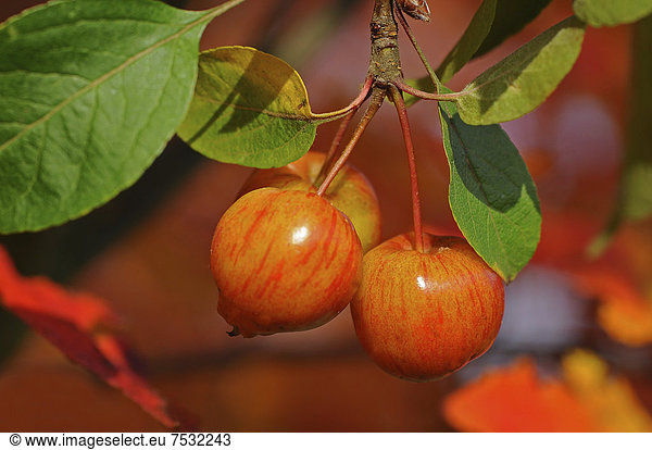 Zieräpfel (Malus prunifolia)