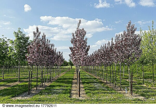 Zierkirsche (Prunus)  Baumschule  Nettetal  Viersen  Nordrhein-Westfalen  Deutschland  Europa