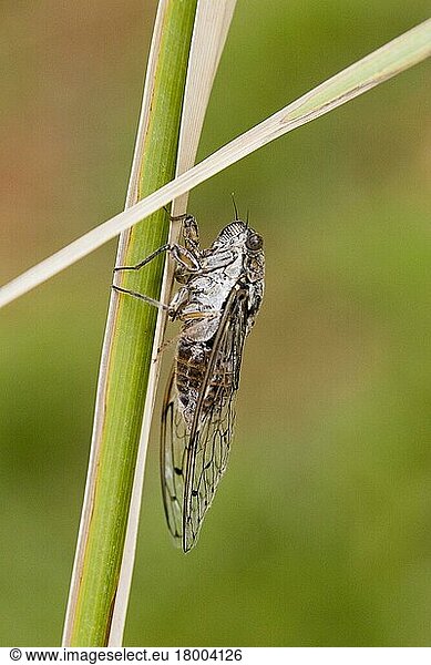 Zikade  Zikaden  Andere Tiere  Insekten  Tiere  Cicada  Tibicen plebejus  crete