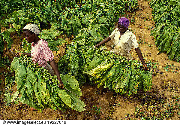 Zimbabwe  report “Landfall Farm : Farmer Mr. Patrick Ashton with his employees on the farm in Mutorashanga. Landfall Farm is owned by a large white Zimbabwean farmer. In Zimbabwe  land reform in favor of black small farmers has been discussed for years. Farm workers during the harvest in a tobacco field.
. Mutorashanga (West Province)  March 28  1995.