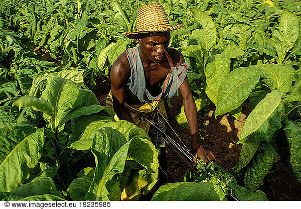 Zimbabwe  report “Landfall Farm : Farmer Mr. Patrick Ashton with his employees on the farm in Mutorashanga. Landfall Farm is owned by a large white Zimbabwean farmer. In Zimbabwe  land reform in favor of black small farmers has been discussed for years. Farm workers during the harvest in a tobacco field.
. Mutorashanga (West Province)  March 28  1995.