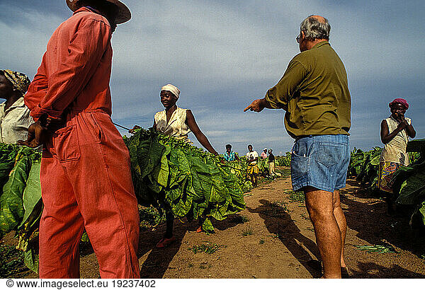 Zimbabwe  report “Landfall Farm : Farmer Mr. Patrick Ashton with his employees on the farm in Mutorashanga. Landfall Farm is owned by a large white Zimbabwean farmer. In Zimbabwe  land reform in favor of black small farmers has been discussed for years. Farmer Ashton with his farm workers during the harvest in a tobacco field.
. Mutorashanga (West Province)  March 28  1995.