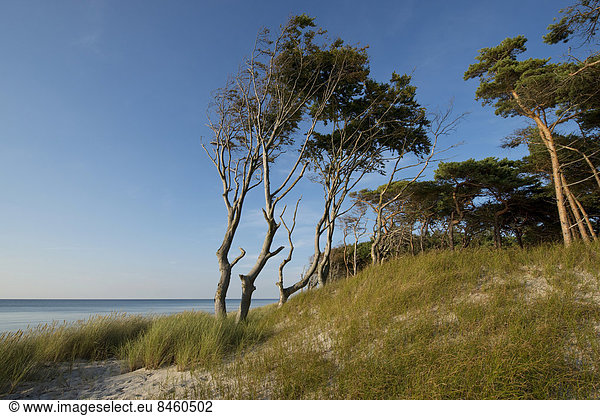 Zimmer Ostsee Baltisches Meer Darß Deutschland Lagune