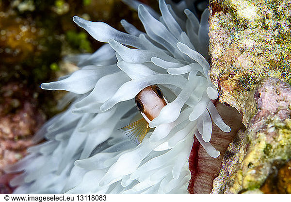 Zimt-Anemonenfisch nach Korallen unter Wasser