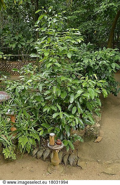 Zimtstrauch  Gewürzgarten  Matale  Sri Lanka  Asien