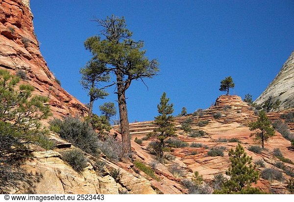 Zion-Nationalpark Rock-Formation  Utah  USA