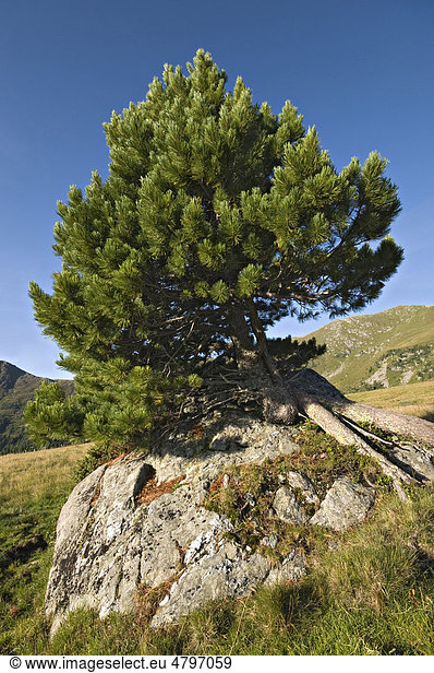 Zirbe,  Zirbelkiefer (Pinus cembra),  Nationalpark Nockberge,  Kärnten,  Österreich,  Europa