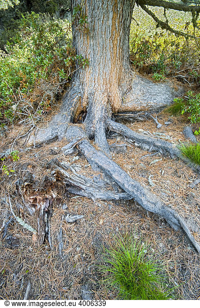 Zirbe Stamm und Wurzel  Zirbelkiefer (Pinus cembra)  Jerzens  Wenner Berg Alpe  Pitztal  Tirol  Österreich  Europa