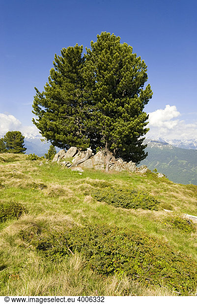 Zirbe  Zirbelkiefer (Pinus cembra)  Jerzens  Wenner Berg Alpe  Pitztal  Tirol  Österreich  Europa