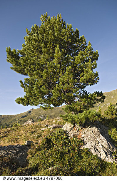Zirbe Zirbelkiefer (Pinus cembra) Nationalpark Nockberge Kärnten Österreich Europa