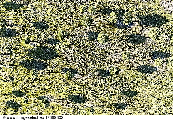 Zirbelkiefer (Pinus pinea) im Hochland der Provinz Huelva  Luftbild  Drohnenaufnahme  Andalusien  Spanien  Europa
