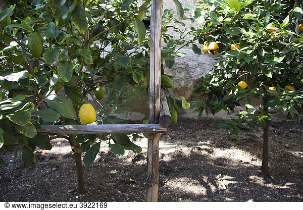 Zitronen an einem Zitronenbaum  Zitronenhain in Limone sul Garda  Castel del Limonaia  Gardasee  Italien  Europa