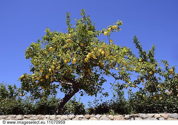 Zitronenbaum (Citrus × limon) mit reifen Zitronen  Mallorca  Spanien  Europa