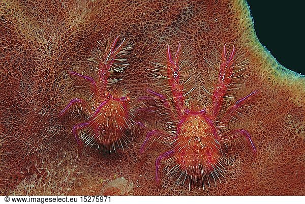 Zoologie,  Krebstiere,  Krabben,  Krabbe,  Zwei Schwamm - Springkrabben,  (Lauriea siagiani),  Indonesien