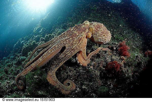 Zoologie, Weichtiere, Kraken, Krake, Gemeiner Krake, Oktopus, (Octopus vulgaris), Kroatien