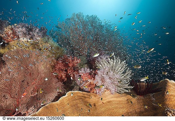 Zoologie  Blumentiere  Gesundes Korallenriff  Raja Ampat  West Papua  Indonesien