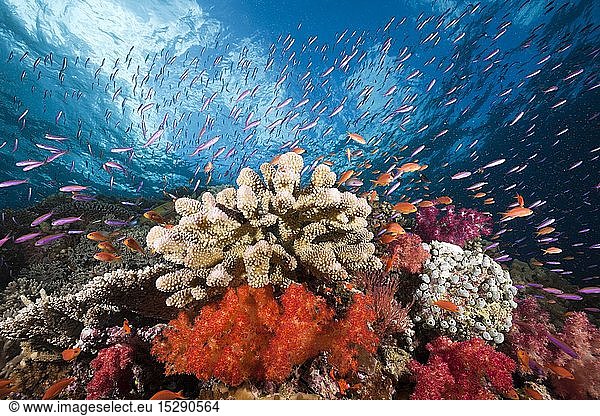 Zoologie  Buntes Korallenriff  Namena Marine Park  Fidschi