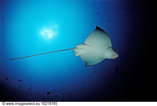 Zoologie  Fische  Adlerrochen  Aetobatus narinari  Malediven