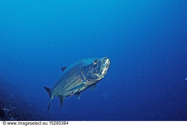 Zoologie  Fische  Atlantik-Tarpun  Megalops atlanticus  Niederlaendische Antillen  Bonaire