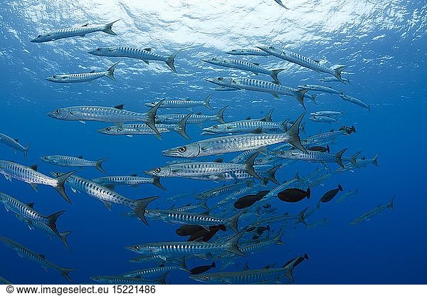 Zoologie  Fische  Dunkelflossen-Barrakudas  Sphyraena qenie  Blue Corner  Mikronesien