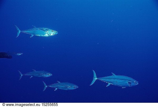 Zoologie  Fische  Einfarben-Thunfisch  Gymnosarda unicolor  Ã„gypten  Aegypten