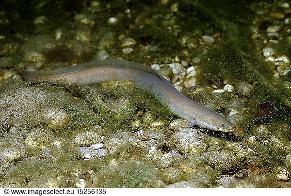 Zoologie  Fische  EuropÃ¤ischer Aal  FluÃŸaal  Anguilla anguilla  Deutschland  Bayern
