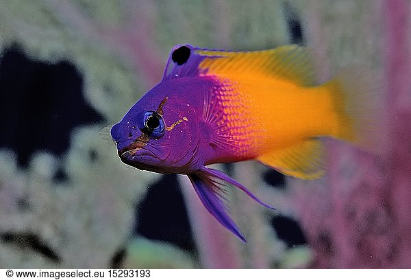 Zoologie  Fische  Feenbarsch  Gramma loreto  Britische Jungferninseln