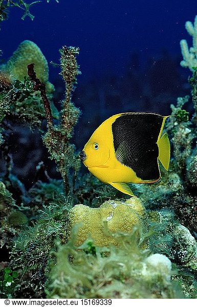 Zoologie  Fische  FelsenschÃ¶nheit  Felsenschoenheit  Holacanthus tricolor  Britische Jungferninseln