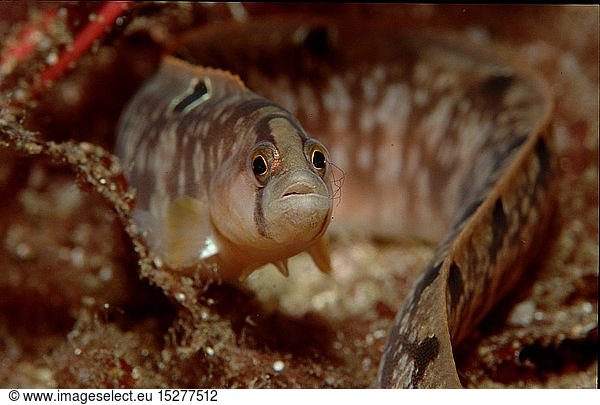 Zoologie  Fische  Fisch  Aalmutter  (Zoarcidae)  Norwegen