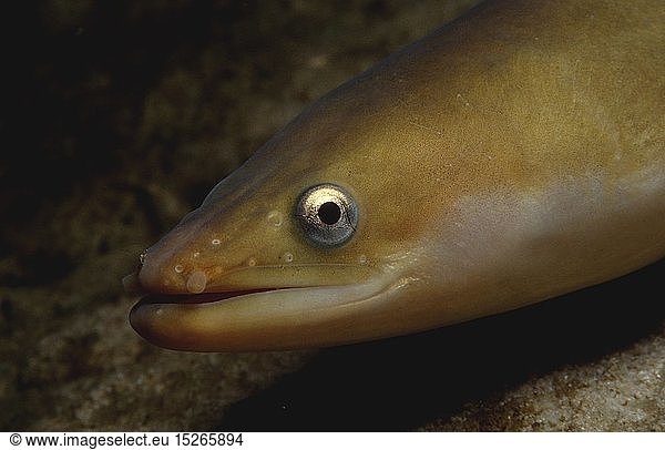 Zoologie  Fische  Fisch  EuropÃ¤ischer Aal  FluÃŸaal  (Anguilla anguilla)  Deutschland  Germany  Bayern
