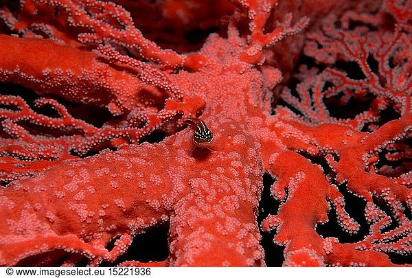 Zoologie  Fische  Fisch  Gestreifter Dreiflosser auf Gorgonienkoralle  (Helcogramma striata)  Australien