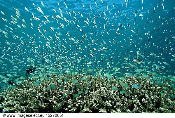 Zoologie  Fische  Fisch  Korallenfische Ã¼ber Korallen Riff  Malaysia