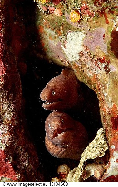 Zoologie Fische Fisch Muräne Weißaugen - Muräne Weissaugen Muräne (Siderea thyrsoidea) Burma Myanmar