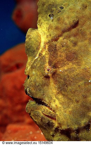 Zoologie  Fische  Fisch  Riesen - Anglerfisch  KrÃ¶tenfisch  (Antennarius commersonii)  Indonesien
