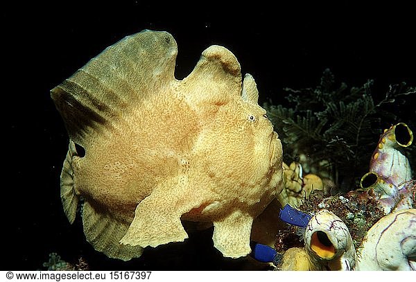 Zoologie  Fische  Fisch  Riesen - Anglerfisch  KrÃ¶tenfisch  (Antennarius commersonii)  Indonesien